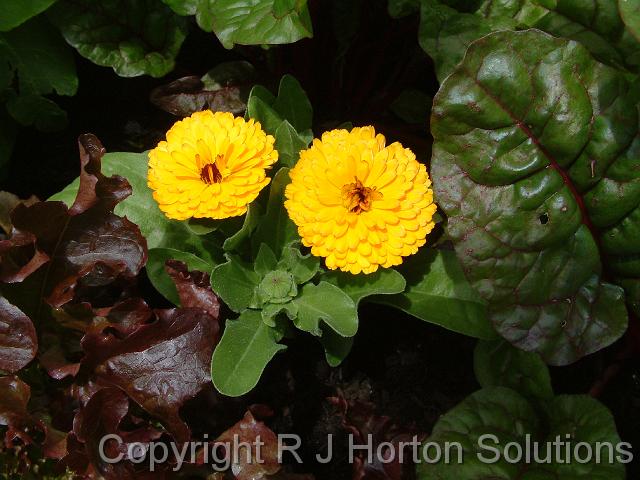 Calendulas with vegies